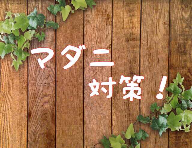 マダニを見つけたらやるべき対策と対処方法 駆除はとても大変 Goodthing